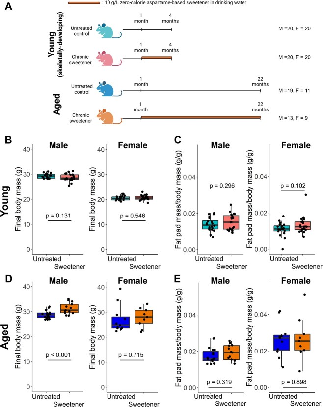 Effects of high dose aspartame-based sweetener on the gut microbiota and bone strength in young and aged mice.