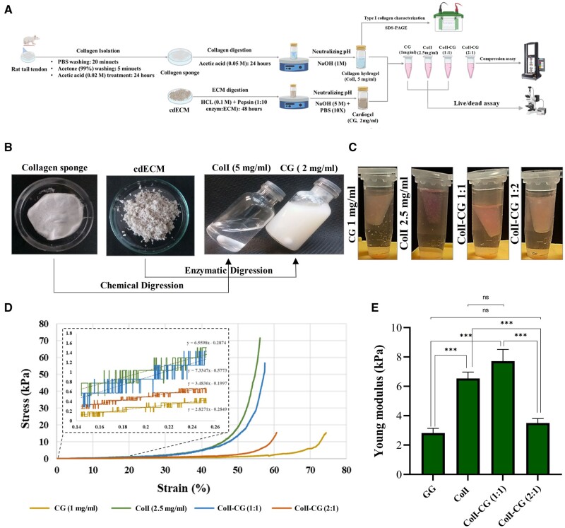 Promotion of cardiac microtissue assembly within G-CSF-enriched collagen I-cardiogel hybrid hydrogel.