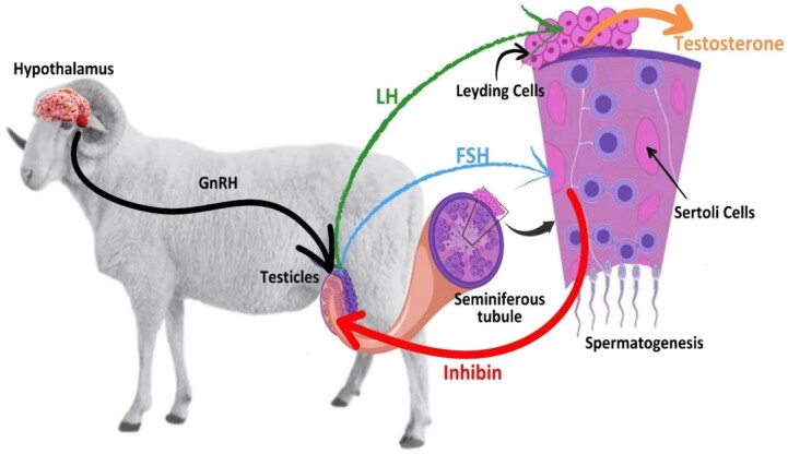 Systematic review of hormonal strategies to improve fertility in rams.