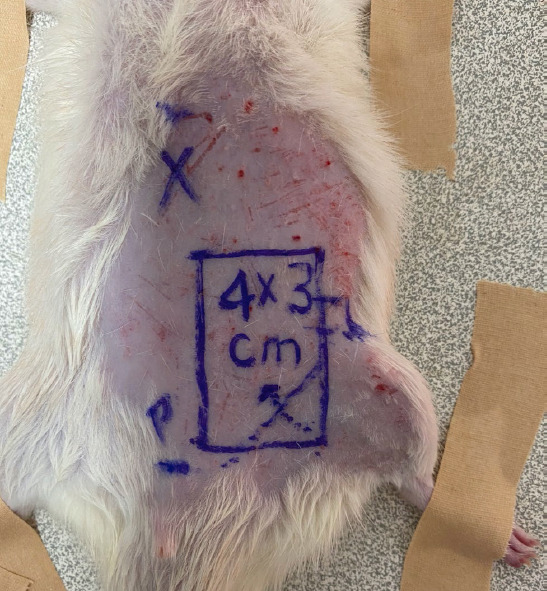 Evaluation of the effects of ectopic replantation on amputate survival in the management of crush traumatic amputations in rats: An experimental study.