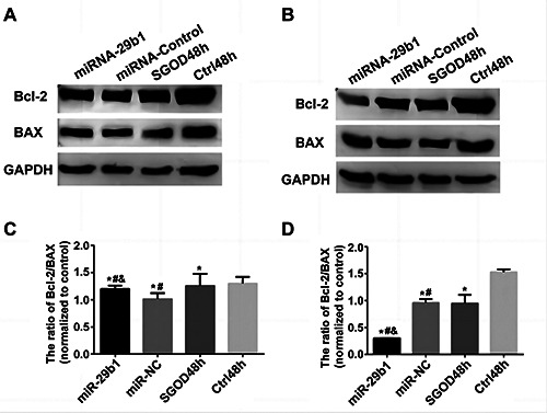 The role of miRNA-29b1 on the hypoxia-induced apoptosis in mammalian cardiomyocytes.