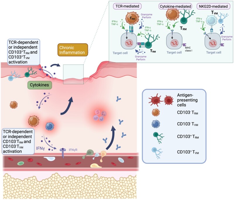 The emerging role of effector functions exerted by tissue-resident memory T cells.