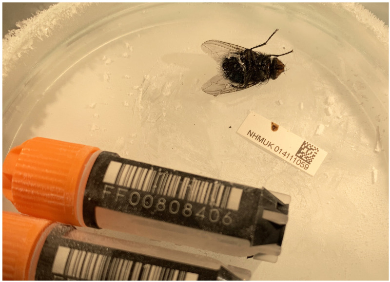 The genome sequence of a bluebottle fly, <i>Calliphora vicina</i> Robineau-Desvoidy, 1830.