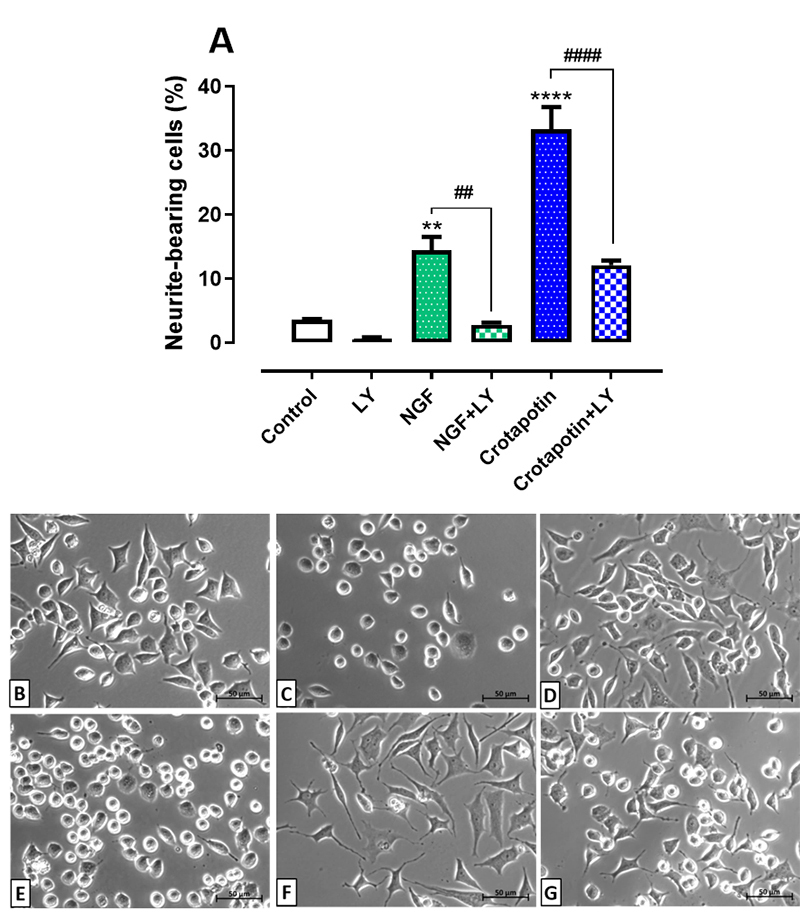 Fraction of <i>C. d. collilineatus</i> venom containing crotapotin protects PC12 cells against MPP <sup>+</sup> toxicity by activating the NGF-signaling pathway.