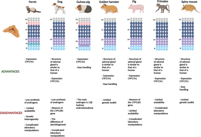 Non-classical animal models for studying adrenal diseases: advantages, limitations, and implications for research.