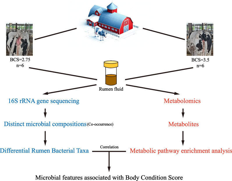 Analysis of differences in the rumen microbiome and metabolic function in prepartum dairy cows with different body condition scores.