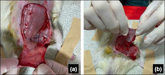 Evaluation of the effects of ectopic replantation on amputate survival in the management of crush traumatic amputations in rats: An experimental study.