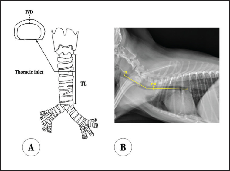 Predicting dog tracheal diameter and length: A tool for improved intubation.