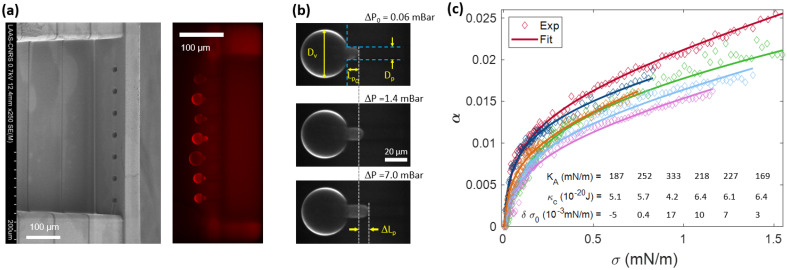Parallel on-chip micropipettes enabling quantitative multiplexed characterization of vesicle mechanics and cell aggregates rheology.