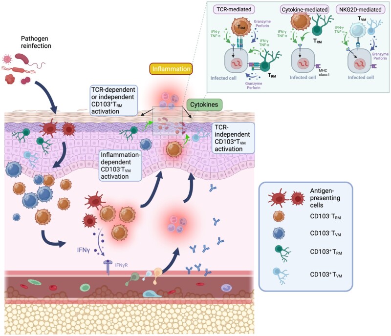 The emerging role of effector functions exerted by tissue-resident memory T cells.