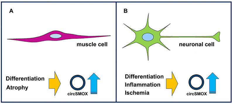 Unveiling the hidden players: noncoding RNAs orchestrating polyamine metabolism in disease.