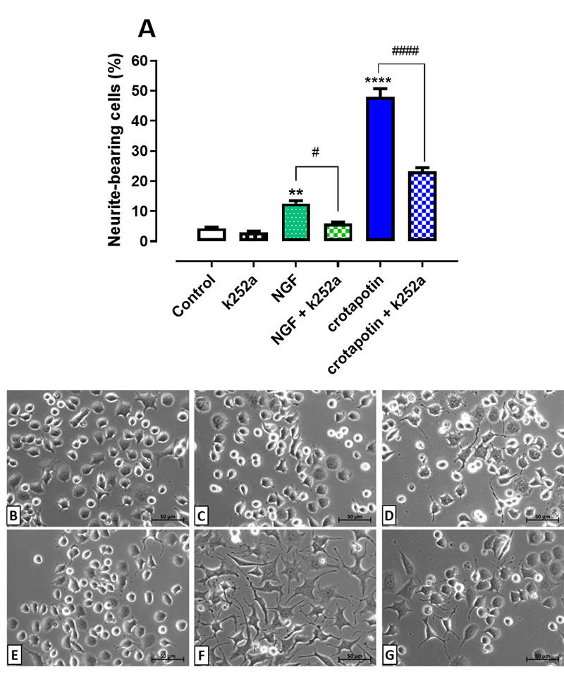 Fraction of <i>C. d. collilineatus</i> venom containing crotapotin protects PC12 cells against MPP <sup>+</sup> toxicity by activating the NGF-signaling pathway.