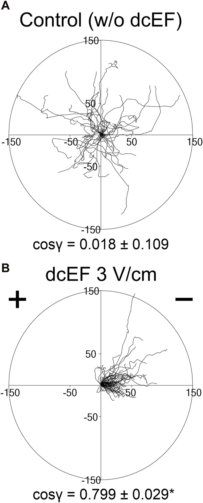 The role of TGF-β in the electrotactic reaction of mouse 3T3 fibroblasts <i>in vitro</i>.