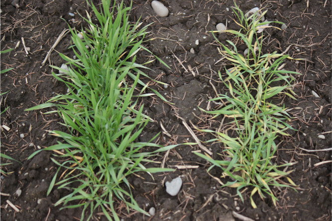 Identification of a major QTL conferring resistance to <i>wheat yellow mosaic virus</i> derived from the winter wheat 'Hokkai 240' on chromosome 2AS.