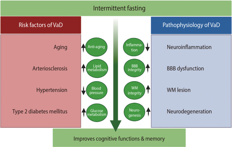 Intermittent Metabolic Switching and Vascular Cognitive Impairment.