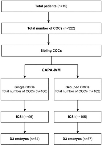 Effect of single versus grouped culture of human cumulus-oocyte complexes in PCOS women treated with biphasic in vitro maturation: A sibling oocyte pilot study.