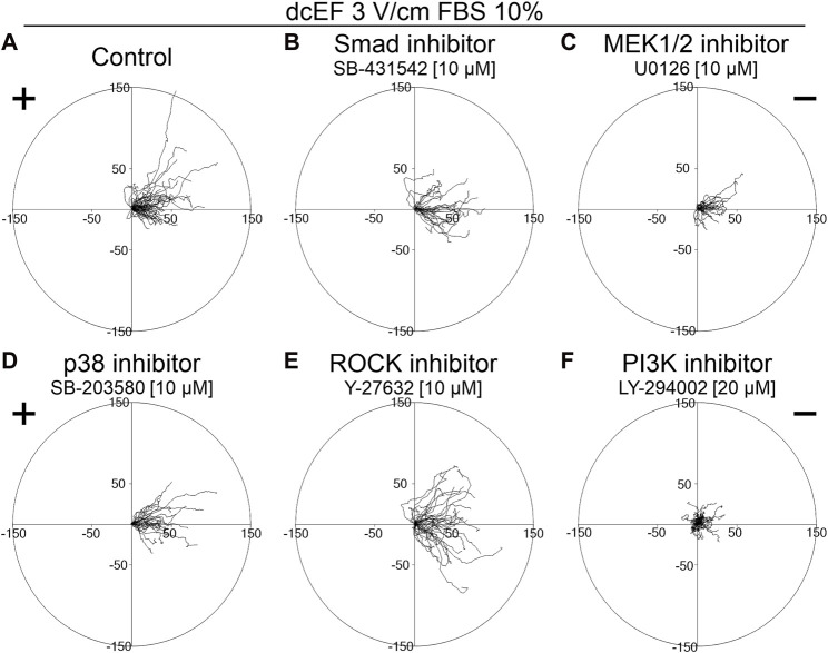 The role of TGF-β in the electrotactic reaction of mouse 3T3 fibroblasts <i>in vitro</i>.