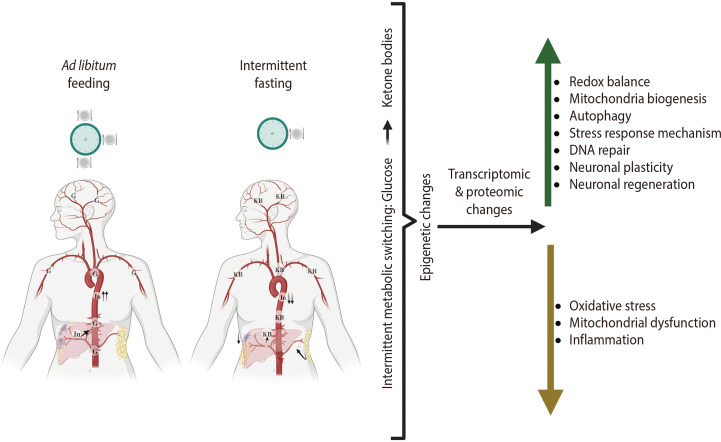 Intermittent Metabolic Switching and Vascular Cognitive Impairment.