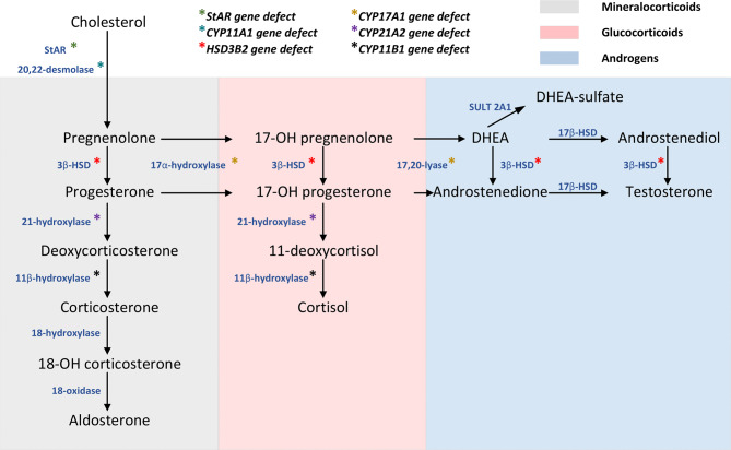 Non-classical animal models for studying adrenal diseases: advantages, limitations, and implications for research.