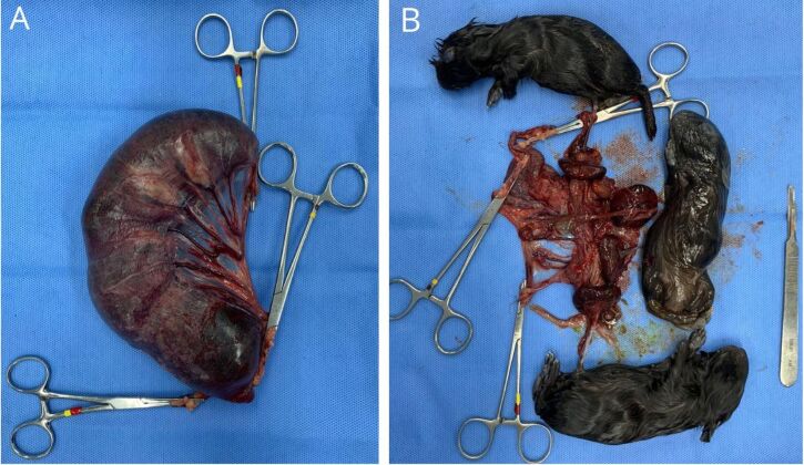 Fetal dystocia in guinea pigs: A case report.