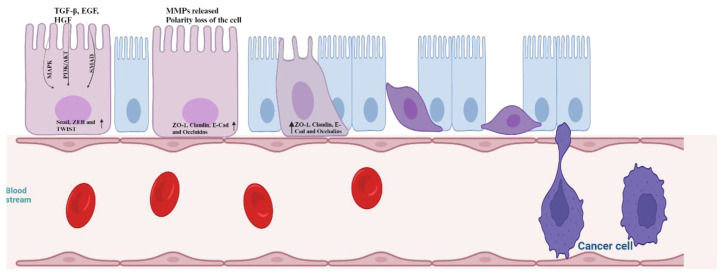 Unveiling the power of flavonoids: A dynamic exploration of their impact on cancer through matrix metalloproteinases regulation.