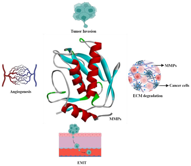 Unveiling the power of flavonoids: A dynamic exploration of their impact on cancer through matrix metalloproteinases regulation.