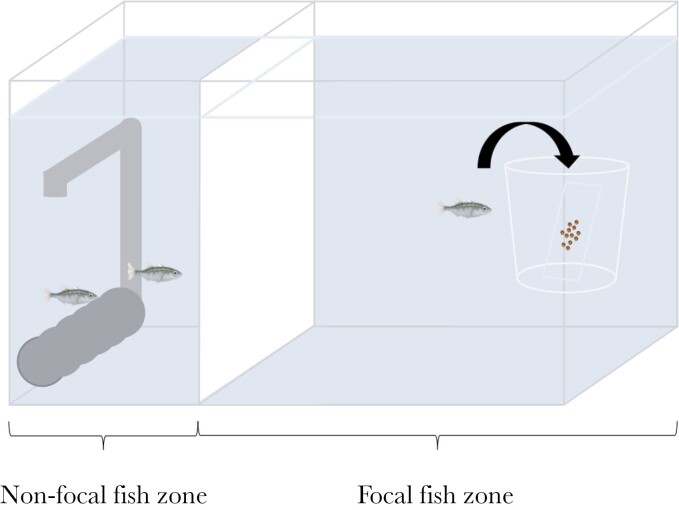 Effects of maternal age and environmental enrichment on learning ability and brain size.