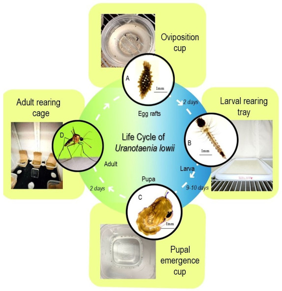 Rearing and Shipping of <i>Uranotaenia lowii</i>, a Frog-Biting Mosquito.