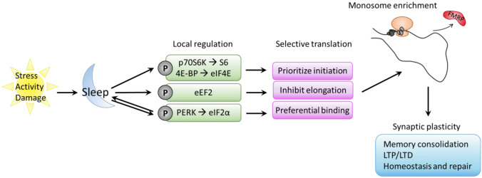 The intersection of sleep and synaptic translation in synaptic plasticity deficits in neurodevelopmental disorders.