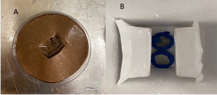 Rearing and Shipping of <i>Uranotaenia lowii</i>, a Frog-Biting Mosquito.