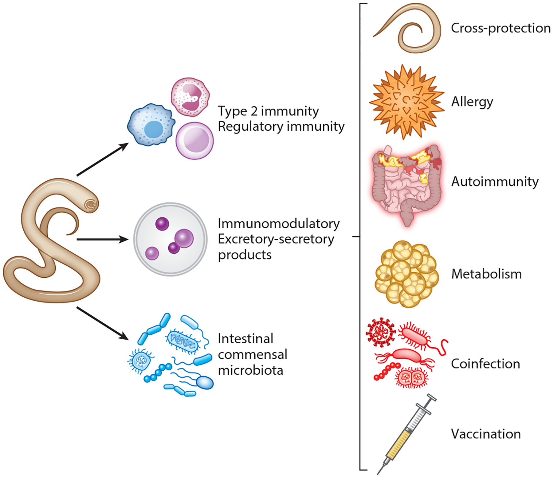 Systemic Immune Modulation by Gastrointestinal Nematodes.