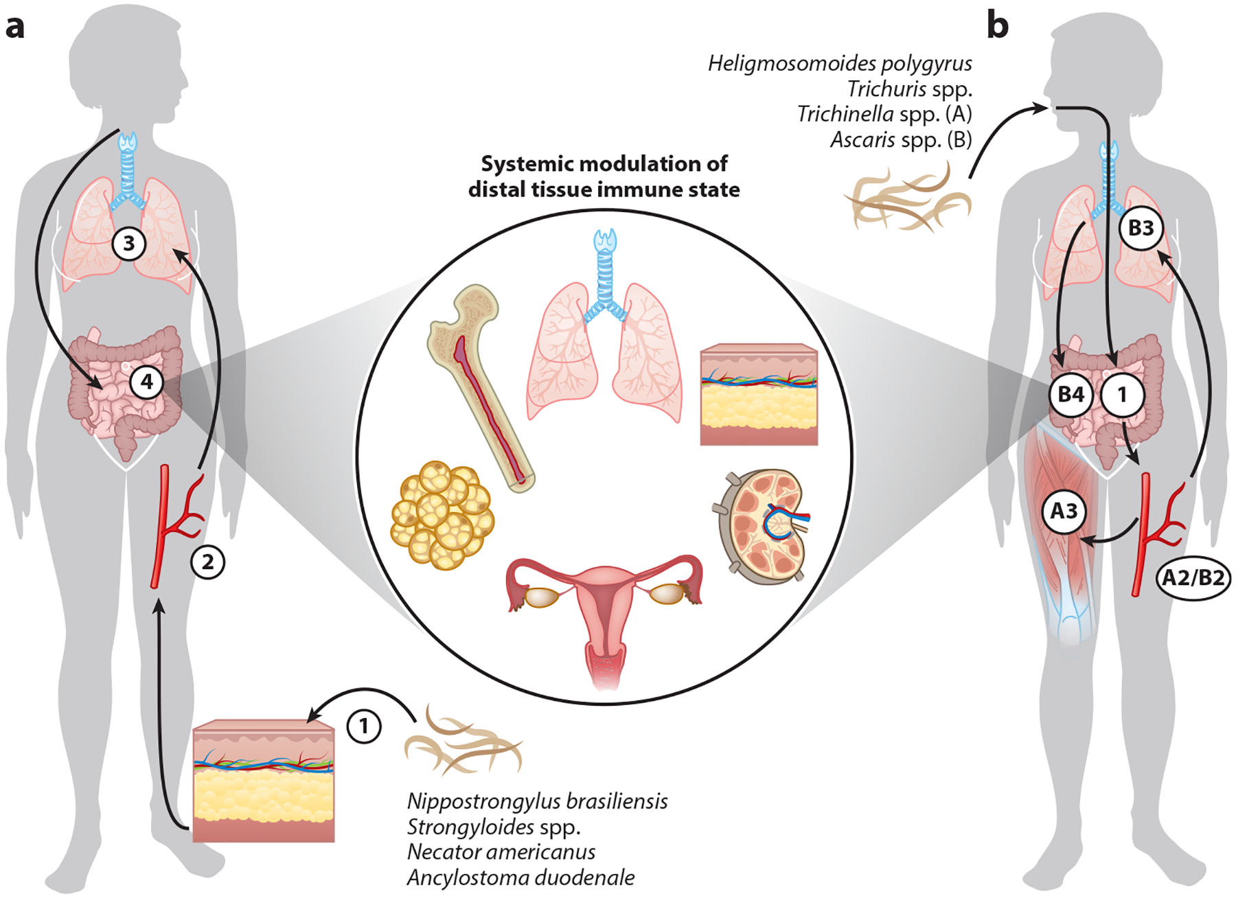Systemic Immune Modulation by Gastrointestinal Nematodes.