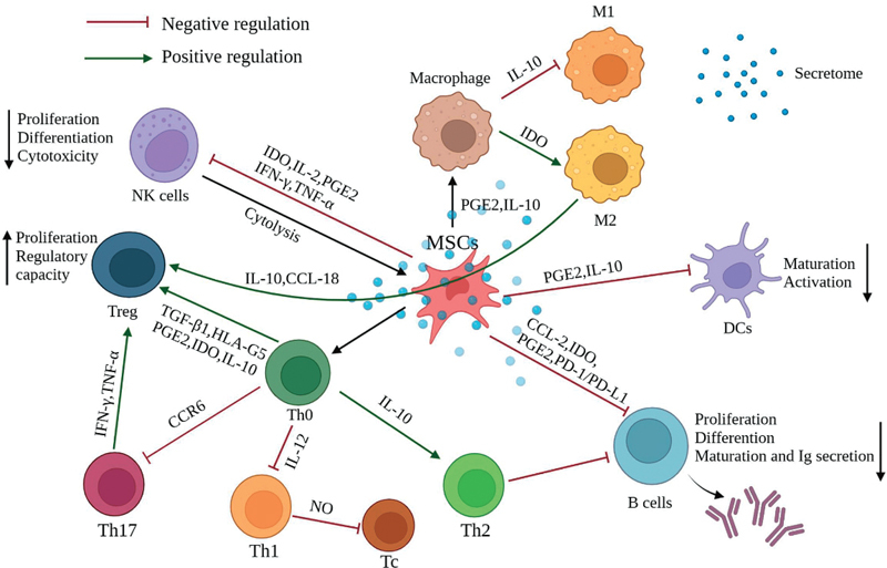 Mesenchymal Stem Cells in Clinical Trials for Immune Disorders.