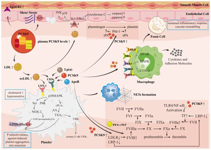 Effects of PCSK9 on thrombosis and haemostasis in a variety of metabolic states: Lipids and beyond (Review).