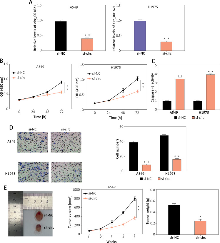 Circular RNA circ_001621 acts as a tumor promoter in lung cancer by regulating the miR-199a-3p/GREM1 axis.