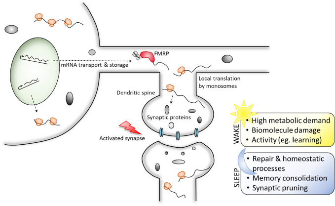 The intersection of sleep and synaptic translation in synaptic plasticity deficits in neurodevelopmental disorders.