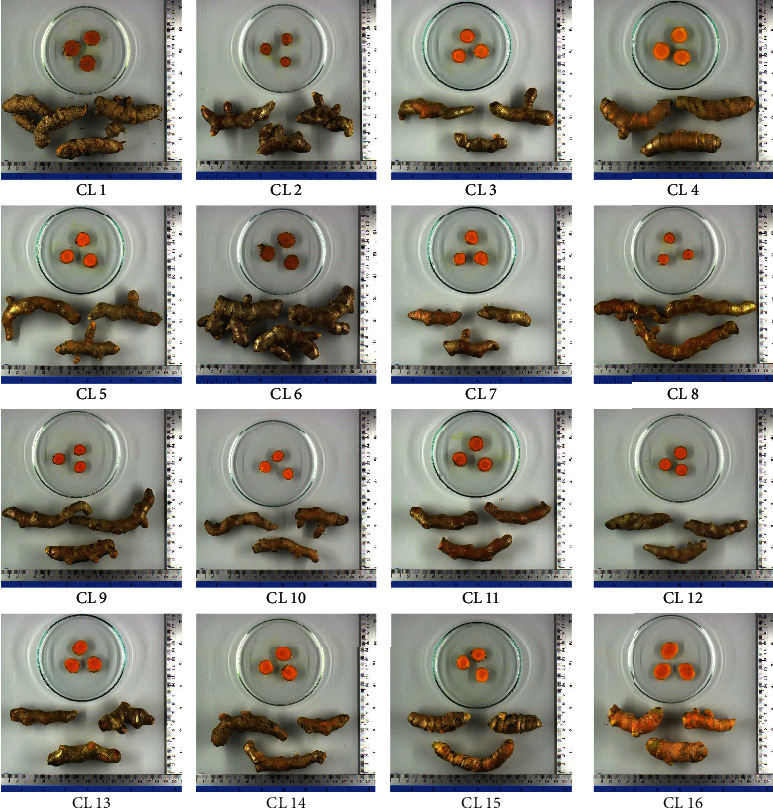 Curcuminoid Contents in Rhizomes of Some Zingiberaceous Plants Sold via Online Platforms: Influence of Species and Cultivation Location.