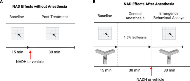 Nicotinamide Adenine Dinucleotide Does Not Improve Anesthetic Recovery in Rodents.