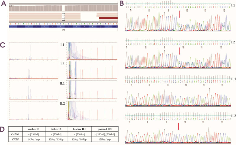 Co-occurrence of <i>CAPN3</i> homozygous mutation and CCTG expansion in the <i>CNBP</i> gene in a patient with muscular dystrophy.