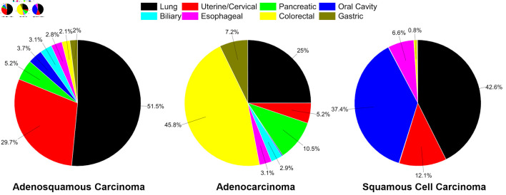 Epidemiology of Adenosquamous Carcinomas.