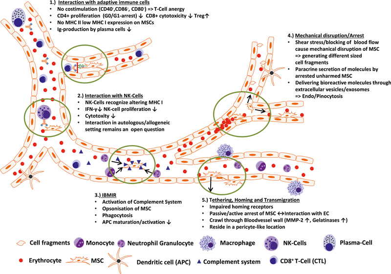 Mesenchymal Stem Cells in Clinical Trials for Immune Disorders.