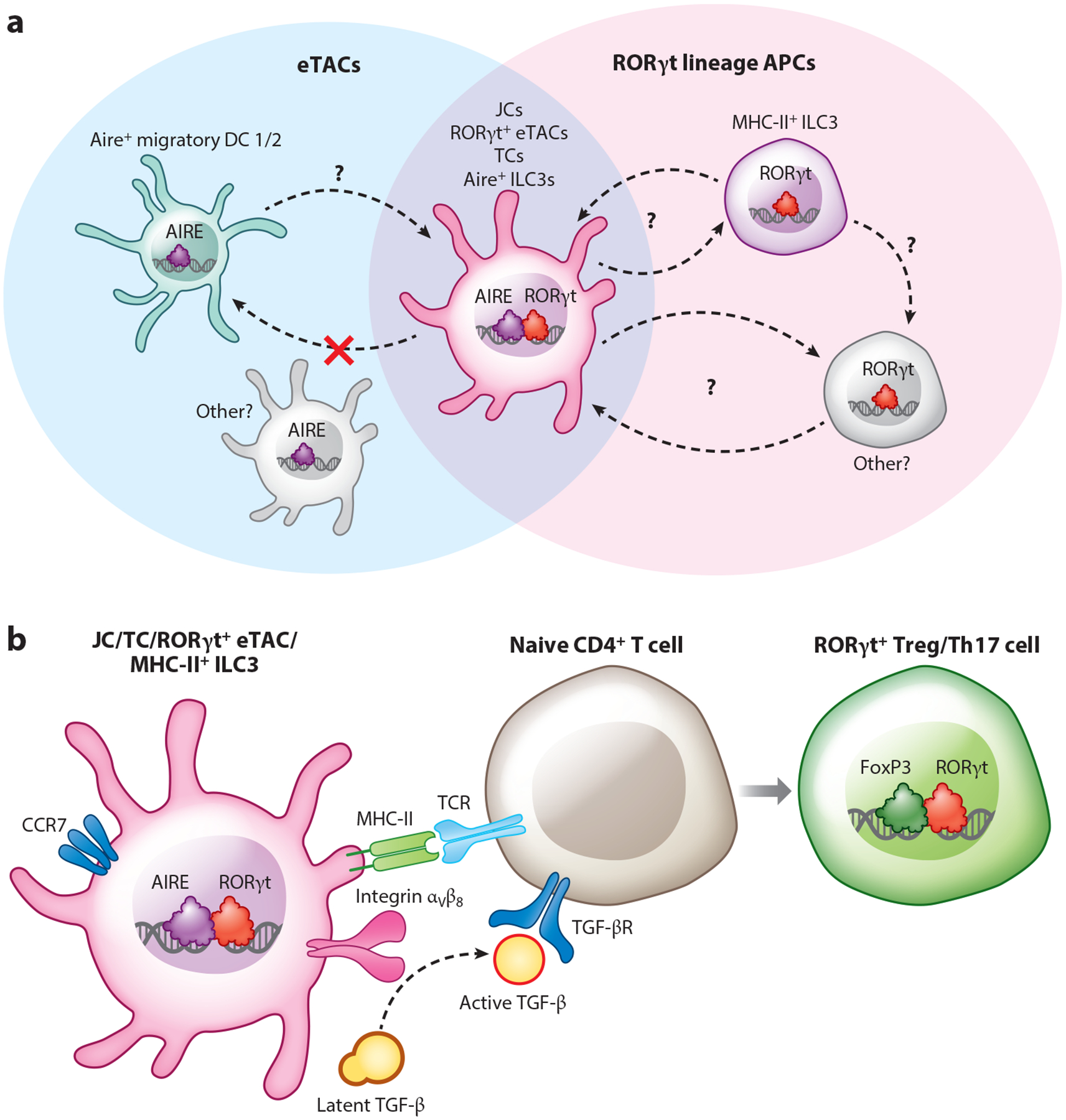 Aire in Autoimmunity.