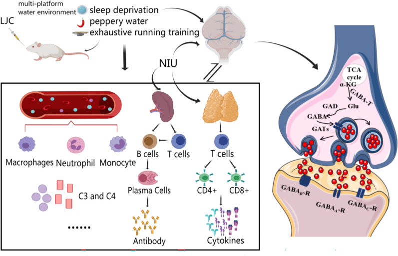 The effect of modified Qiyuan paste on mice with low immunity and sleep deprivation by regulating GABA nerve and immune system.