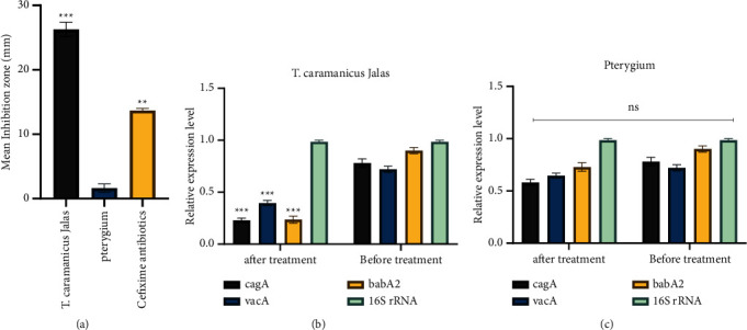 Anti-<i>Helicobacter pylori</i> Effects of <i>Thymus caramanicus</i> Jalas Essential Oils: A New Antimicrobial Approach.