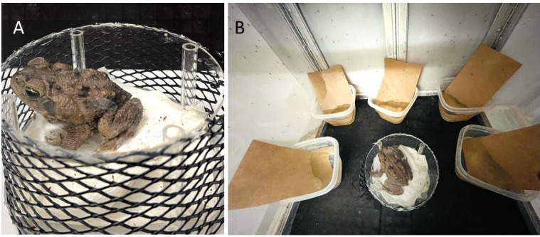 Rearing and Shipping of <i>Uranotaenia lowii</i>, a Frog-Biting Mosquito.