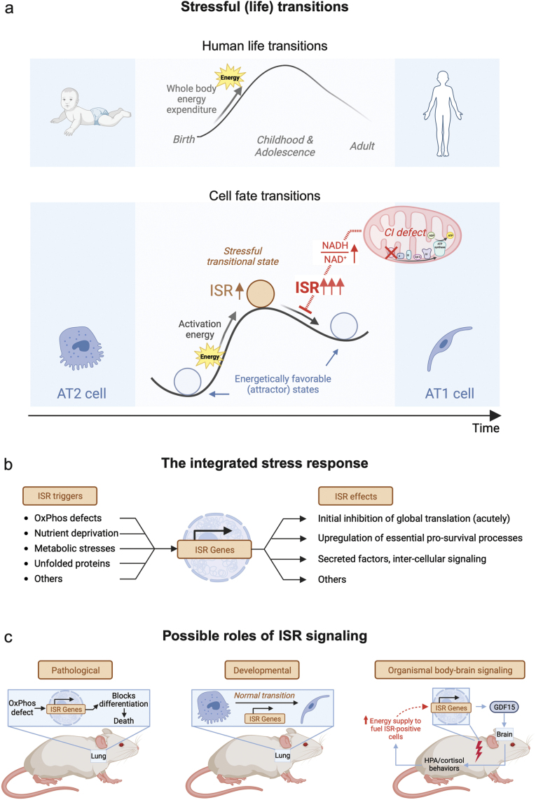 The energetics of cellular life transitions.