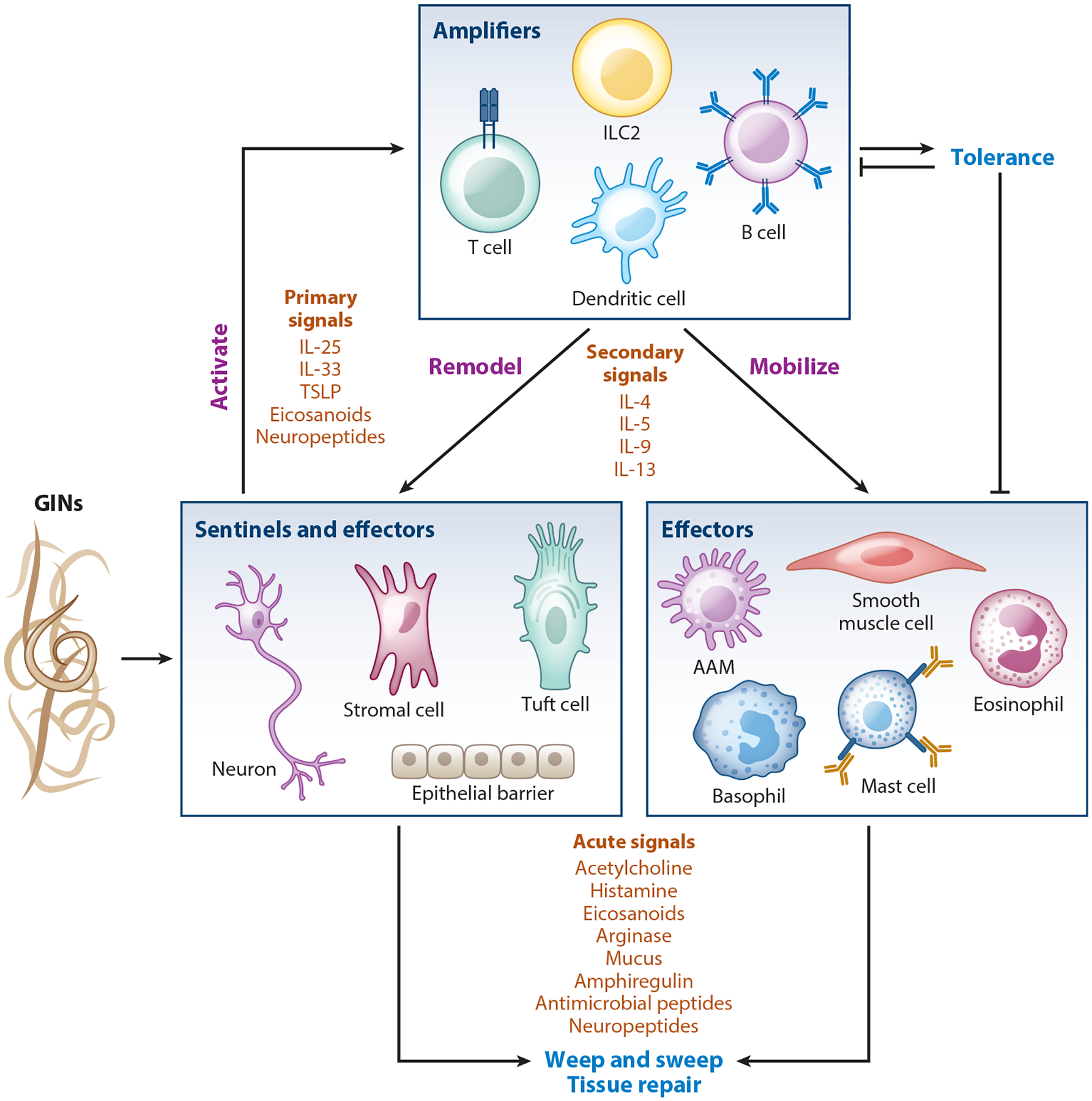 Systemic Immune Modulation by Gastrointestinal Nematodes.