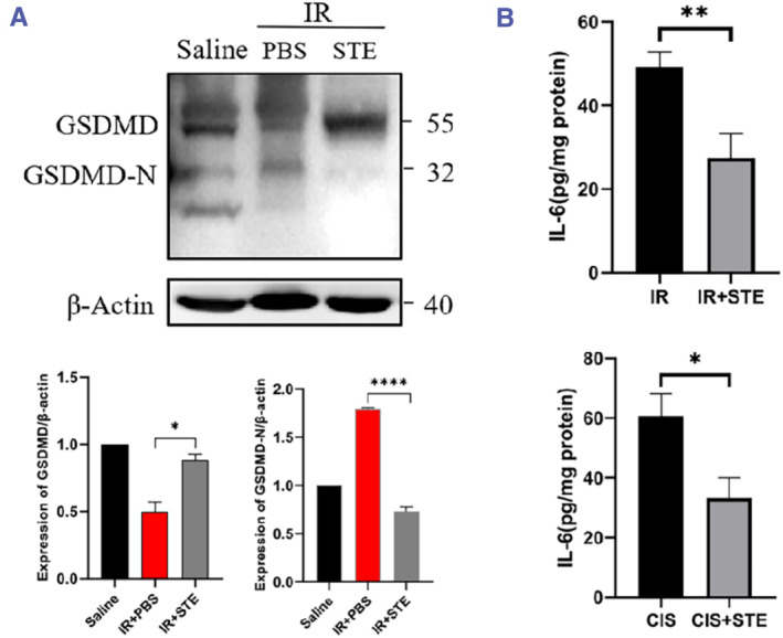 Stevioside protects against acute kidney injury by inhibiting gasdermin D pathway.