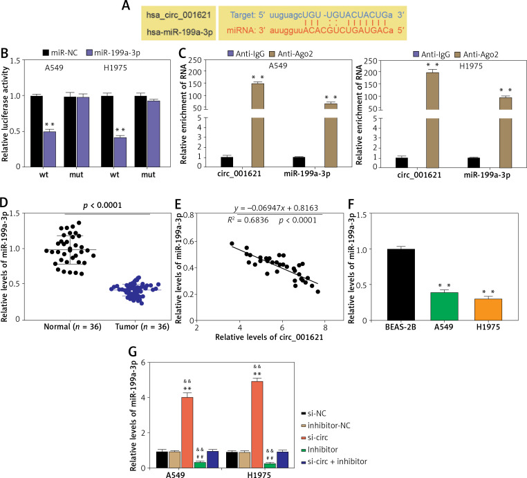 Circular RNA circ_001621 acts as a tumor promoter in lung cancer by regulating the miR-199a-3p/GREM1 axis.