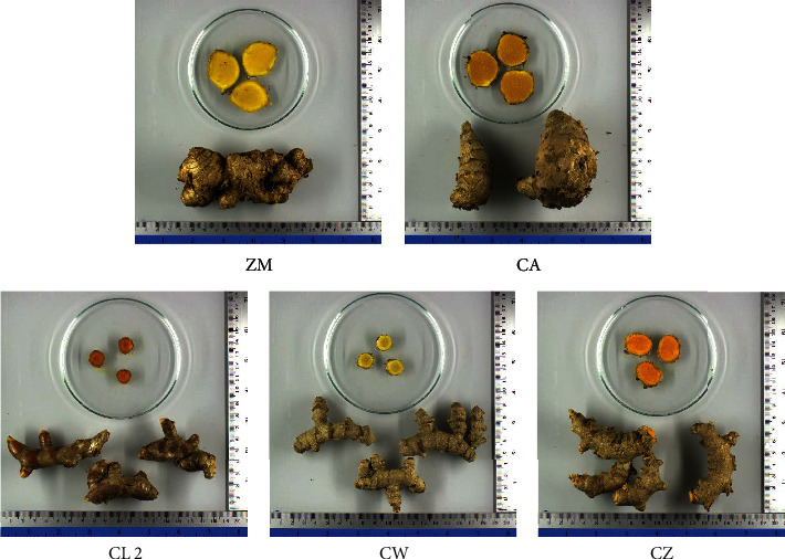 Curcuminoid Contents in Rhizomes of Some Zingiberaceous Plants Sold via Online Platforms: Influence of Species and Cultivation Location.